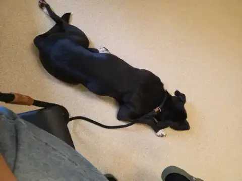 Tuxedo Bully Mix photo 2