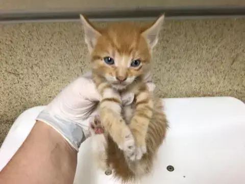 Ralphie