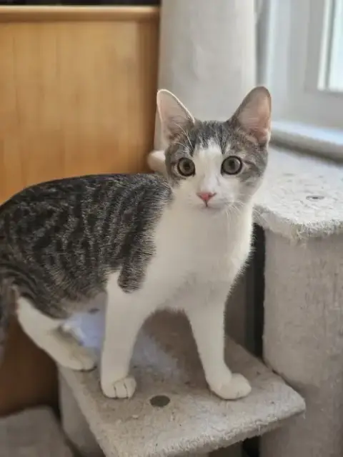 Luni