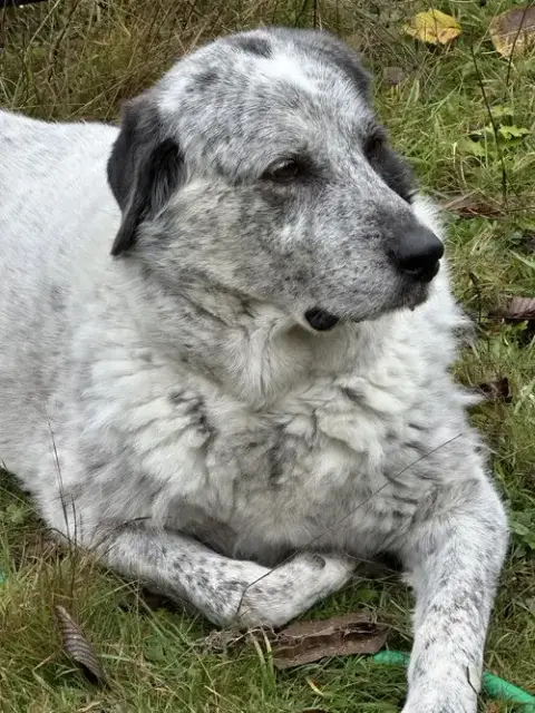 Bolt