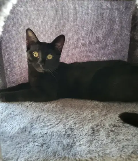 Pip photo 2