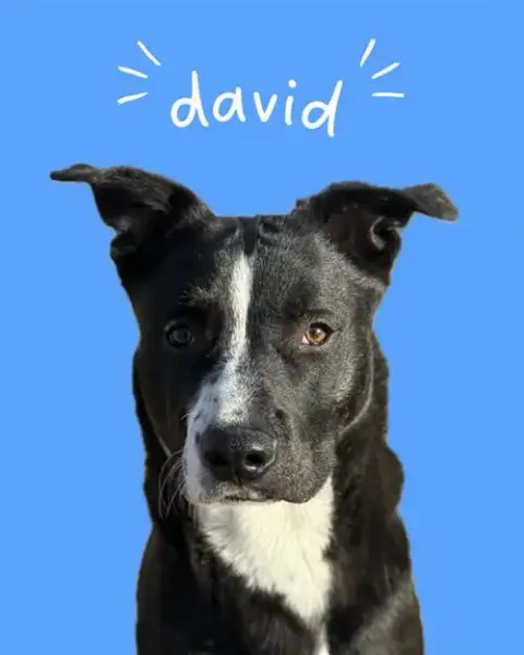 David