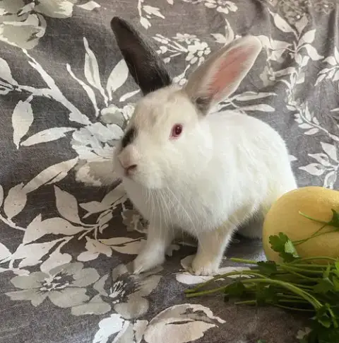 Citron