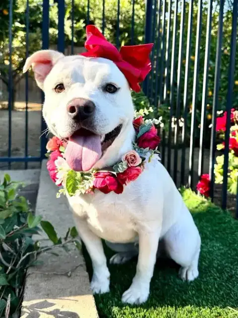 Gigi photo 2