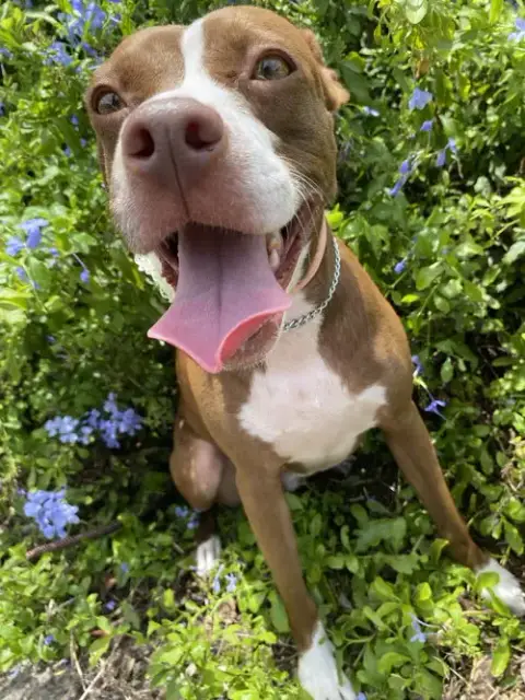 Courtesy Post: Roxy photo 3