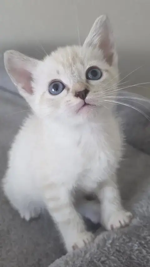 Juliet