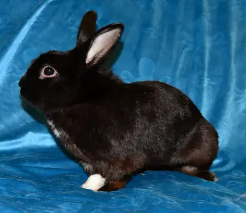 Dewey