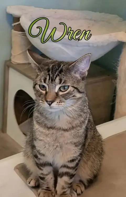 Wren photo 2