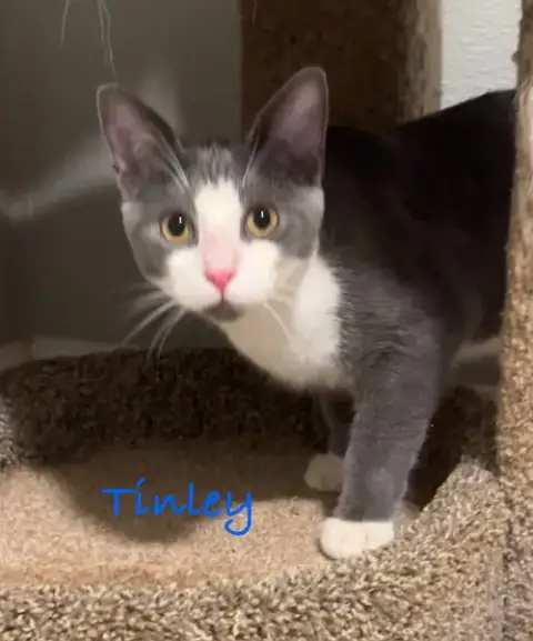 Tinley photo 4