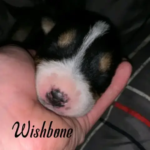 Wishbone photo 2