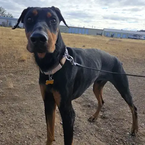 Rambo photo 2