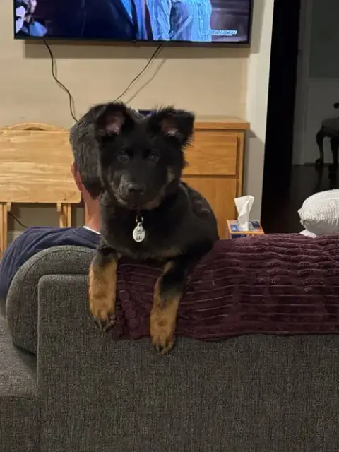 Roxy