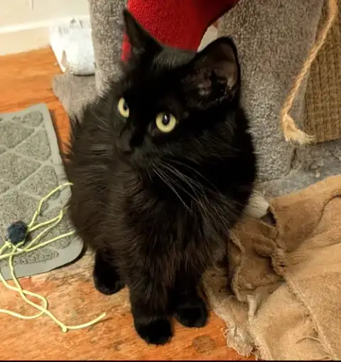 Evie