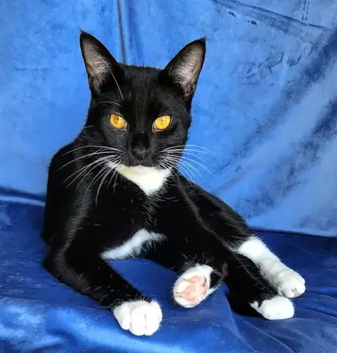 Kitty Wendell