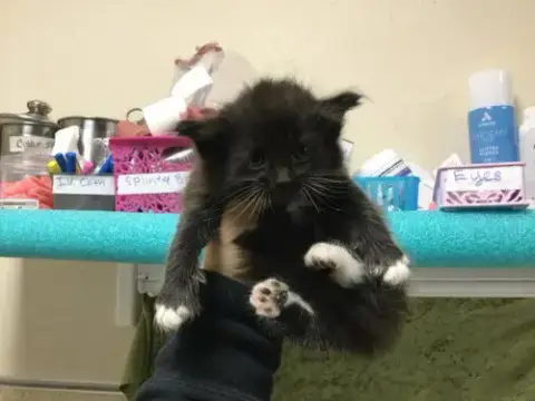 Nico