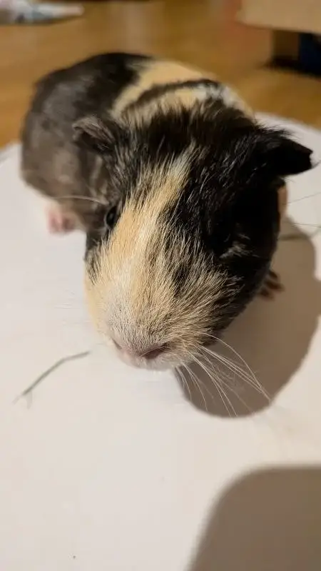 Gus photo 2