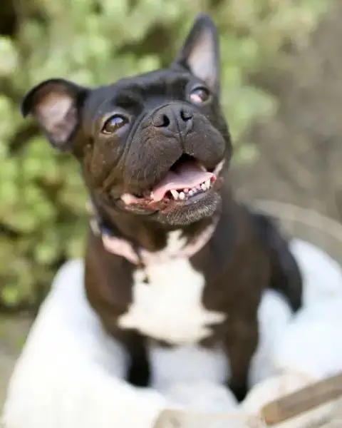 Bebe photo 4