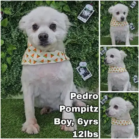 Pedro From Korea