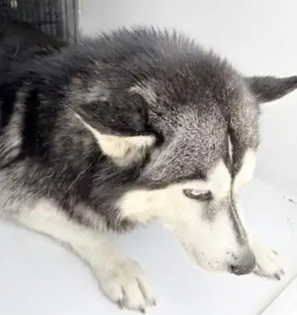 Odin