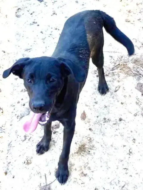 Shep photo 4