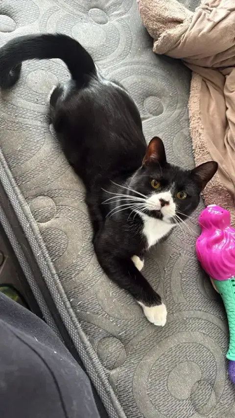 Sylvestor