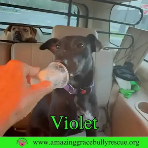 Violet photo 2