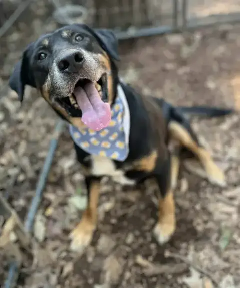 Rubble--Foster Needed! photo 3