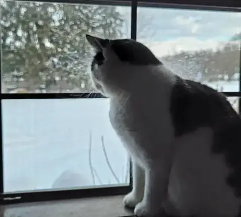 Gigi The Cat photo 3