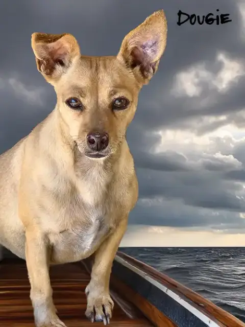 Dougie