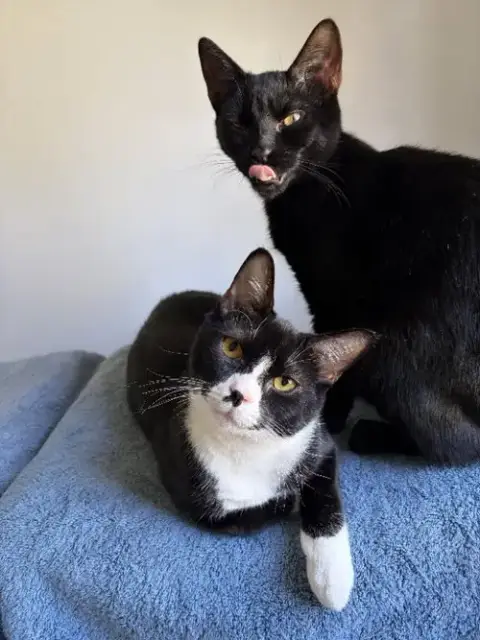 Tippy & Char:Bonded photo 4