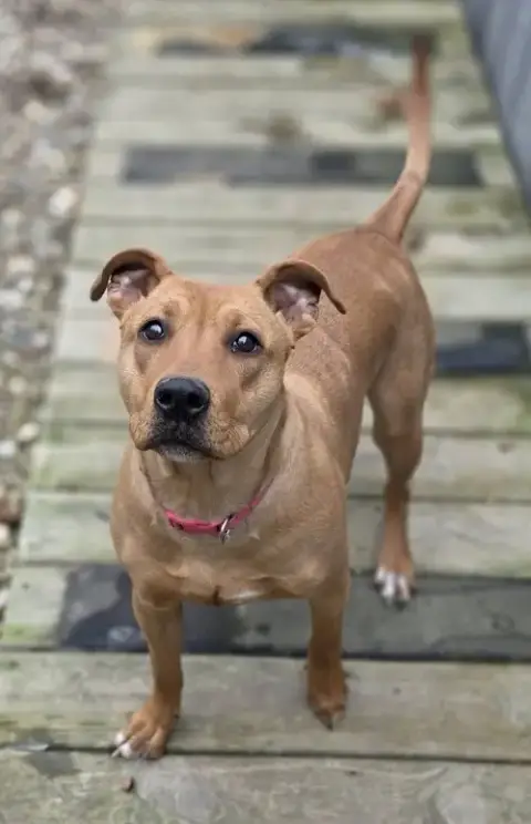 Belle