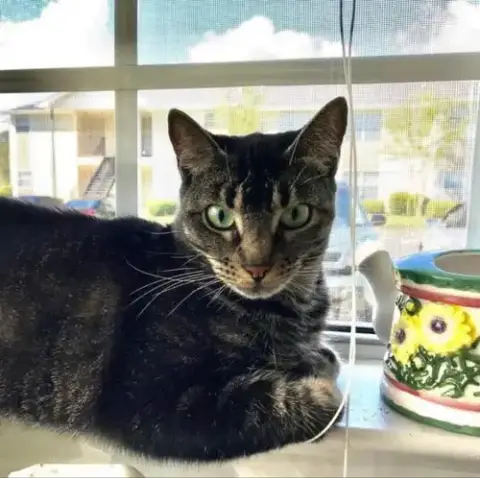 Gracie