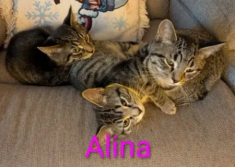 Alina photo 2