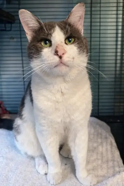 Handsome Beast