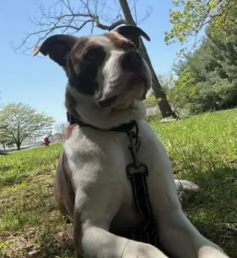 Enzo photo 5