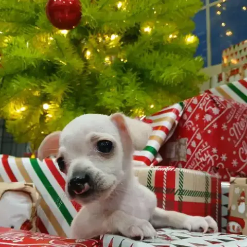 Snuffles