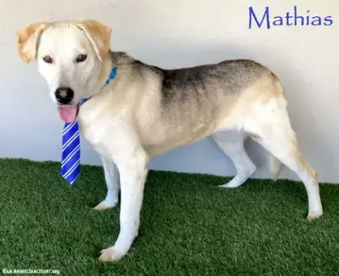 Mathias