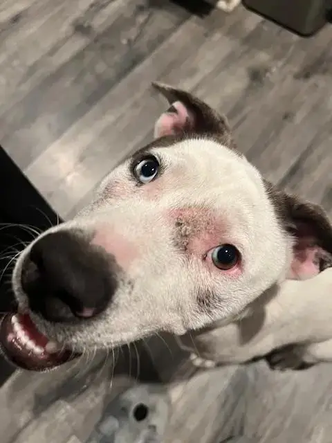 Frankie