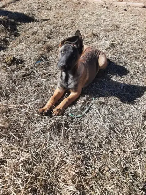 Animaniacs Litter Dot Located In El Paso photo 3