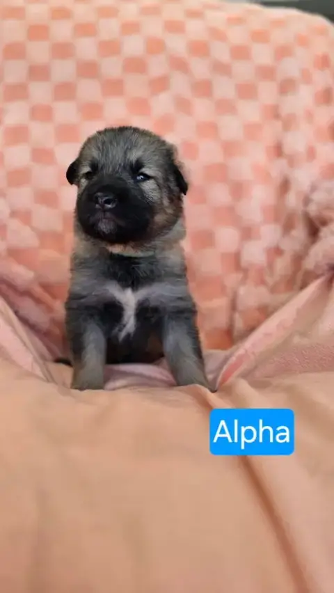 Alpha photo 2