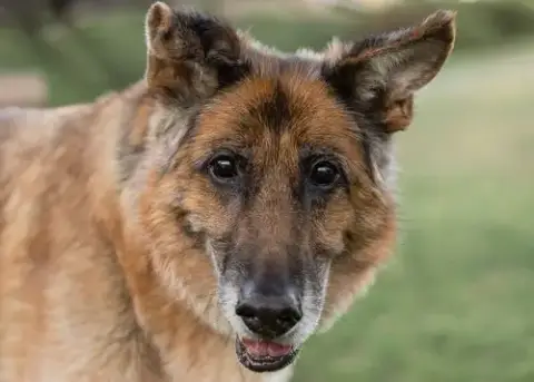 Molly