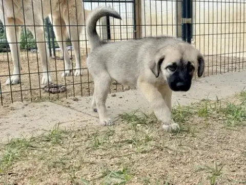 Wyatt photo 3