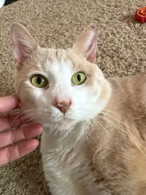 Nelson