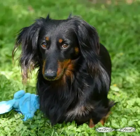 Louie photo 2