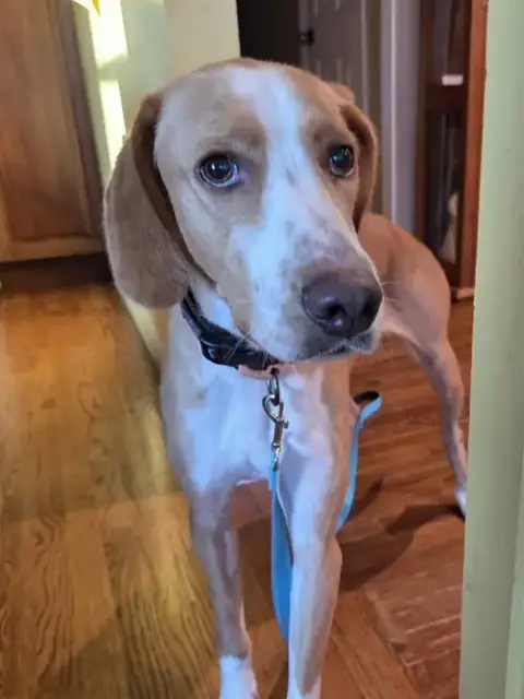 Hank