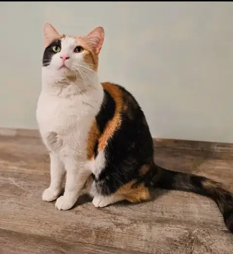 Delilah photo 2