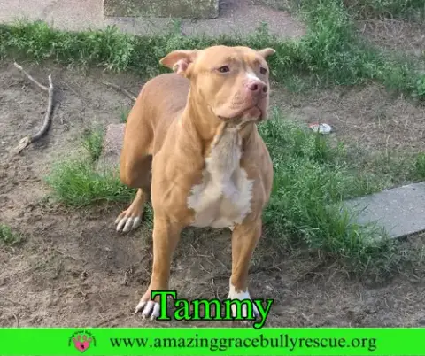 Tammy