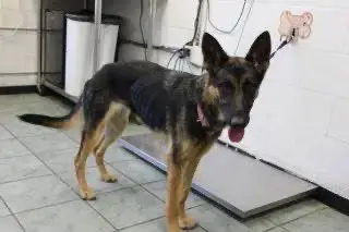 Roxy