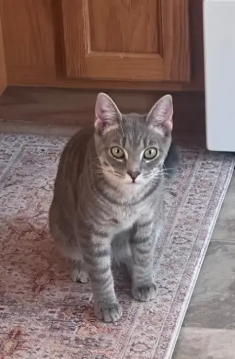 Remy