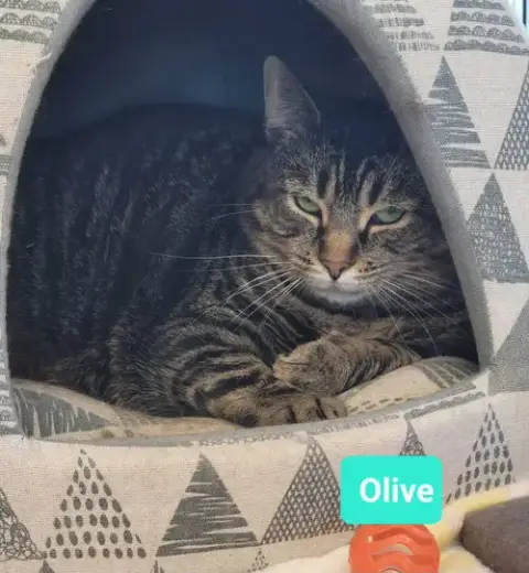 Olive
